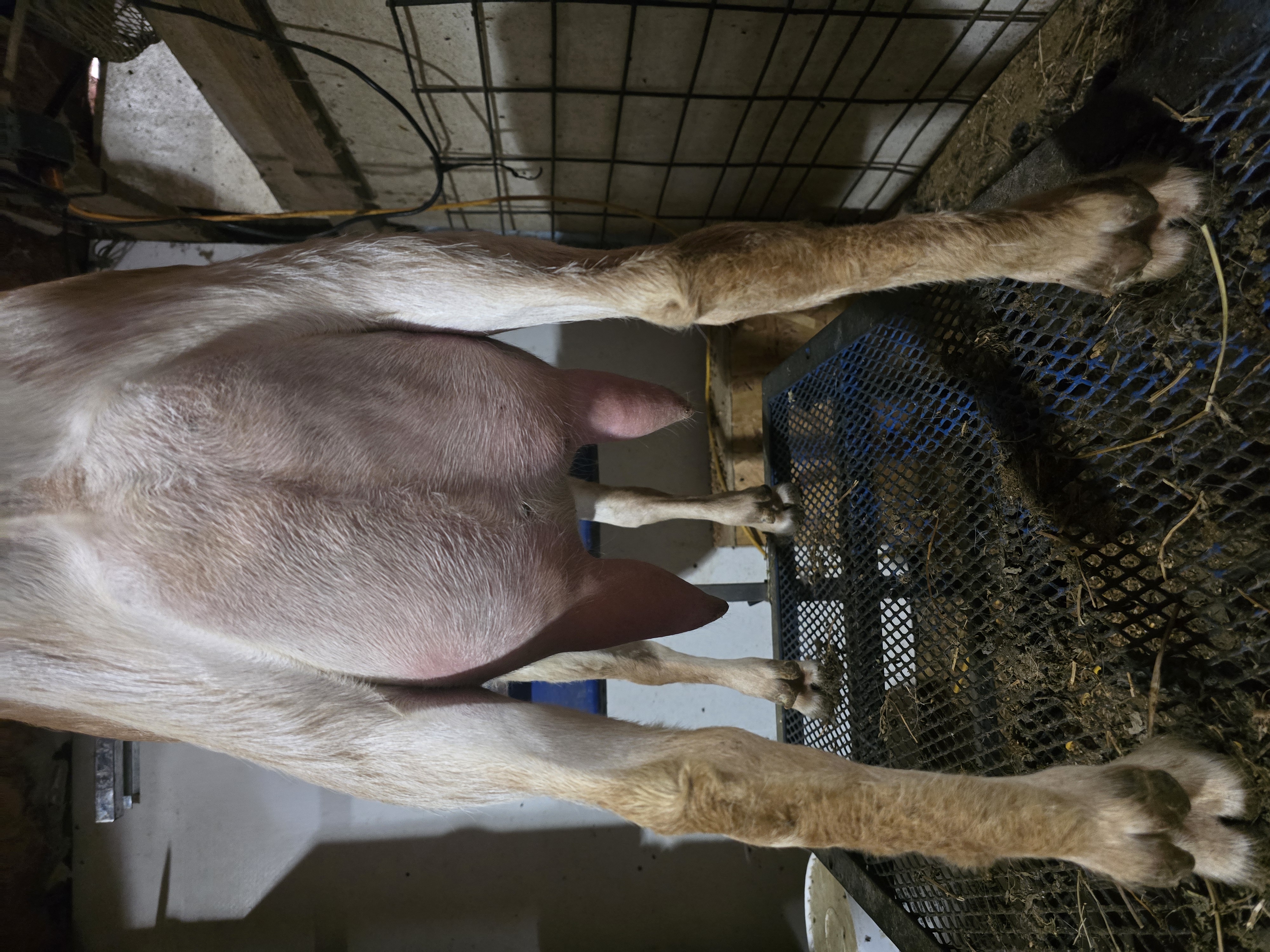 Scarlett Full Udder