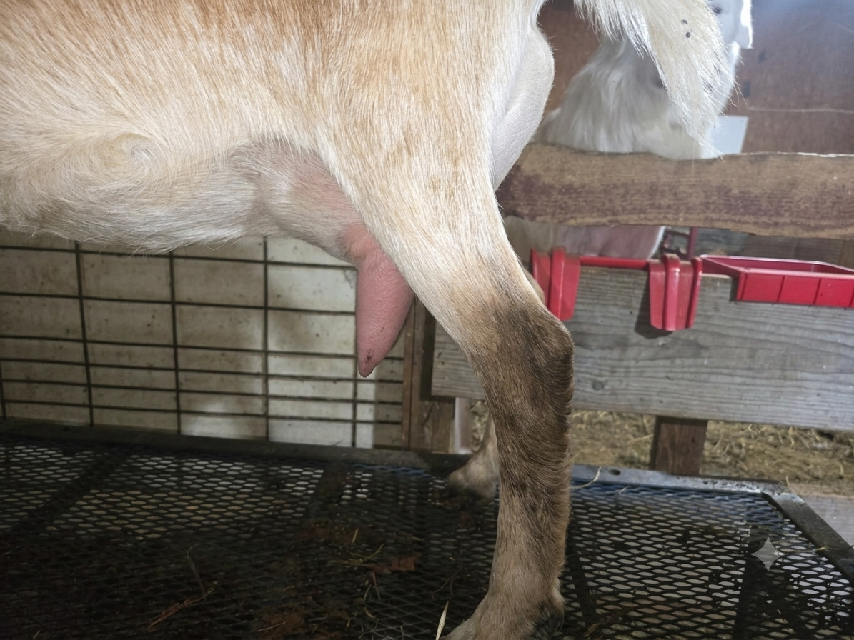 Scarlett Udder Side View