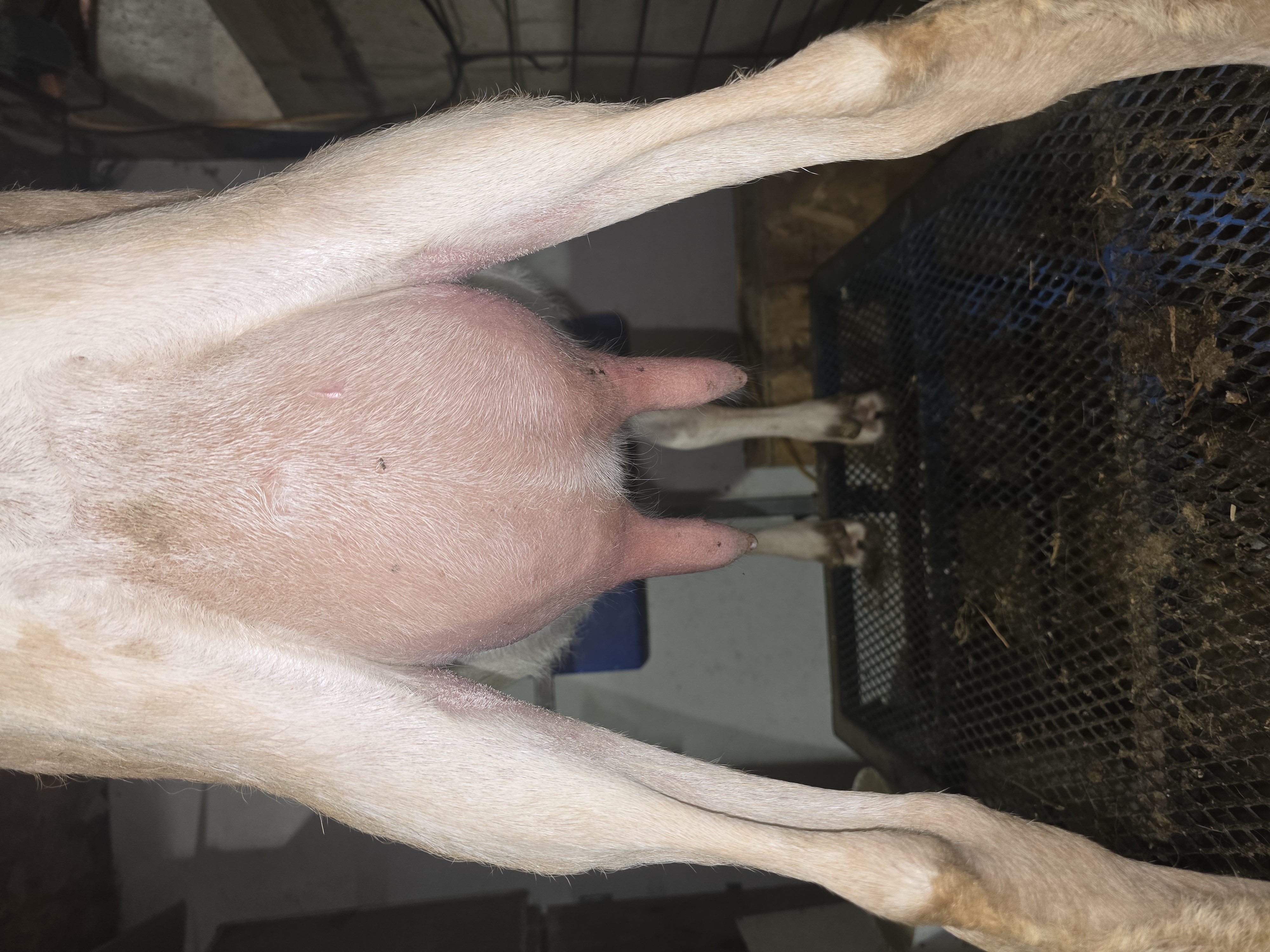 Tattooine Empty Udder