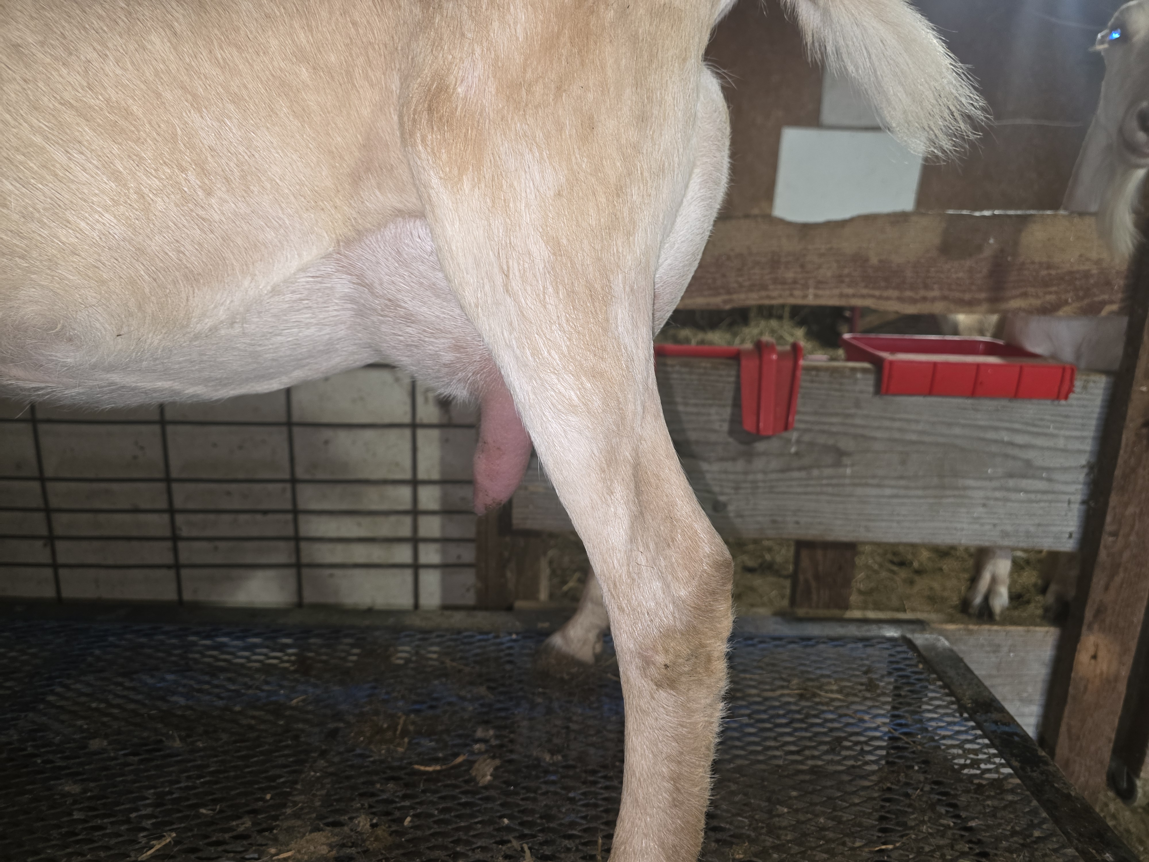 Tattooine Side View Udder